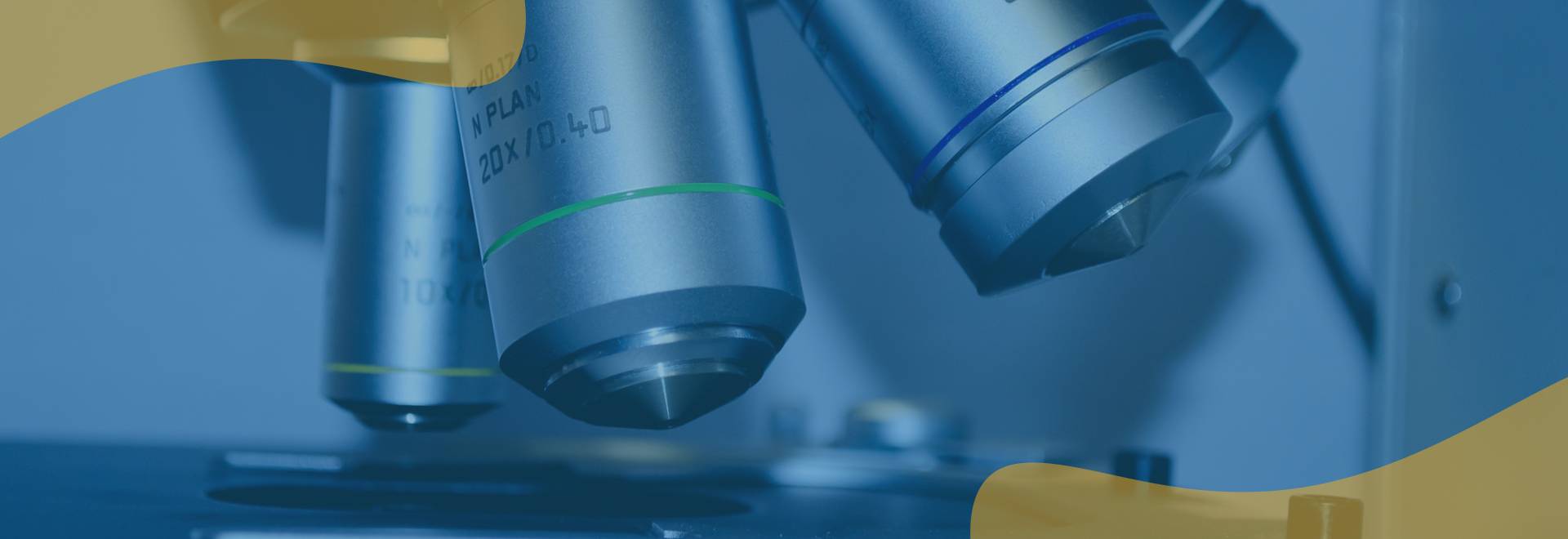 English to Japanese translation